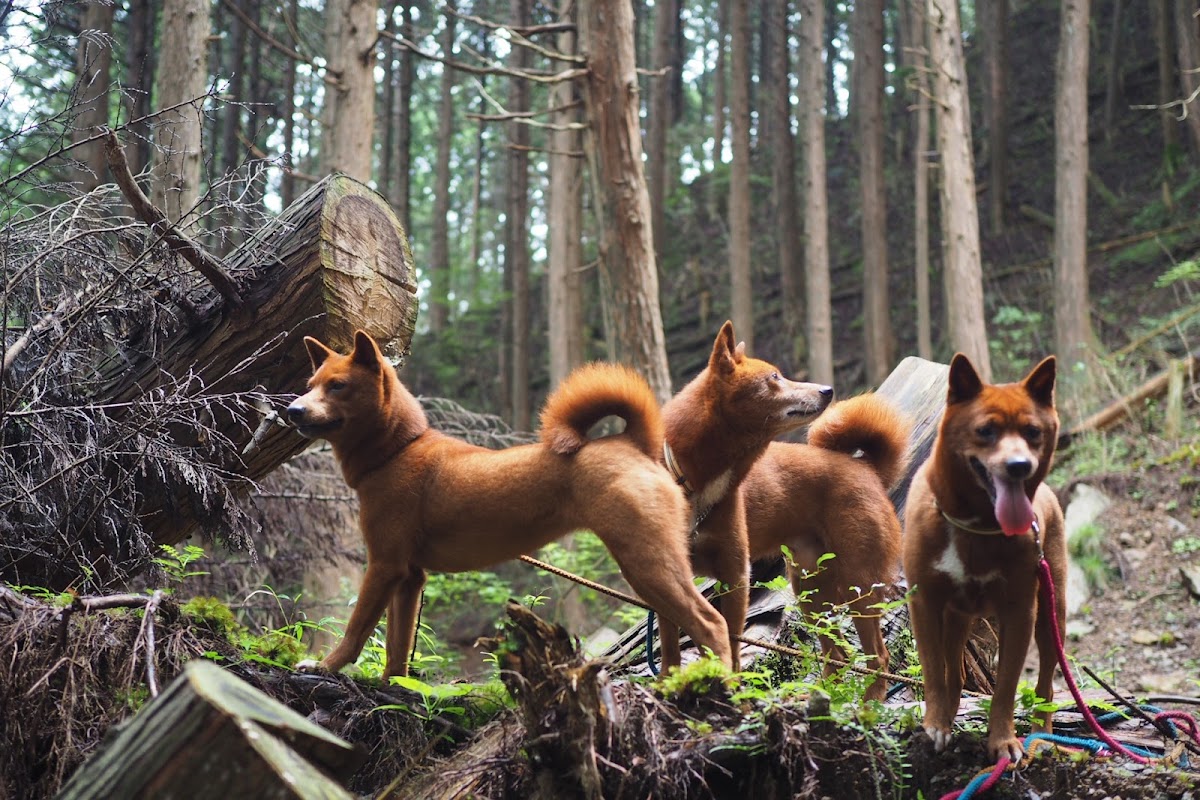 芦ノ湖西岸 静寂の湖畔遊歩道 の写真 4
