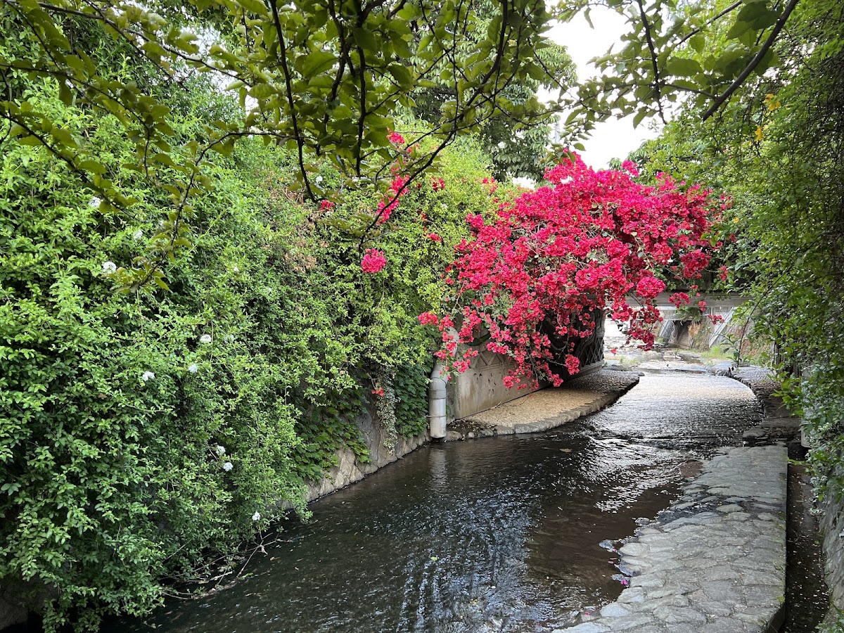 熱海 糸川桜とサンビーチの海辺散歩 の写真 4