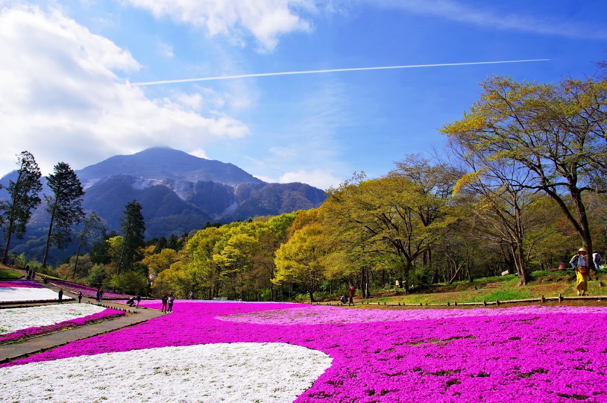 羊山公園 芝桜の丘と秩父市街展望散歩 の写真 2