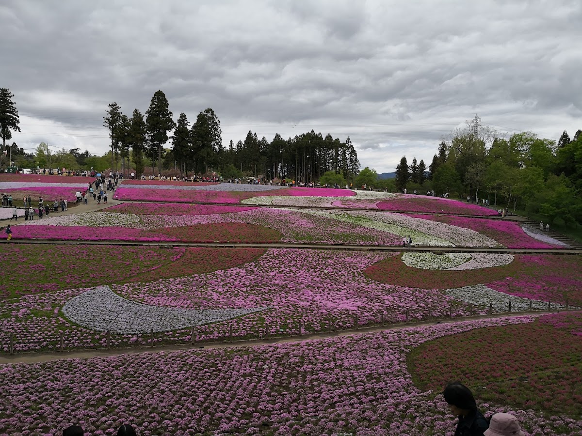 羊山公園 芝桜の丘と秩父市街展望散歩 の写真 3