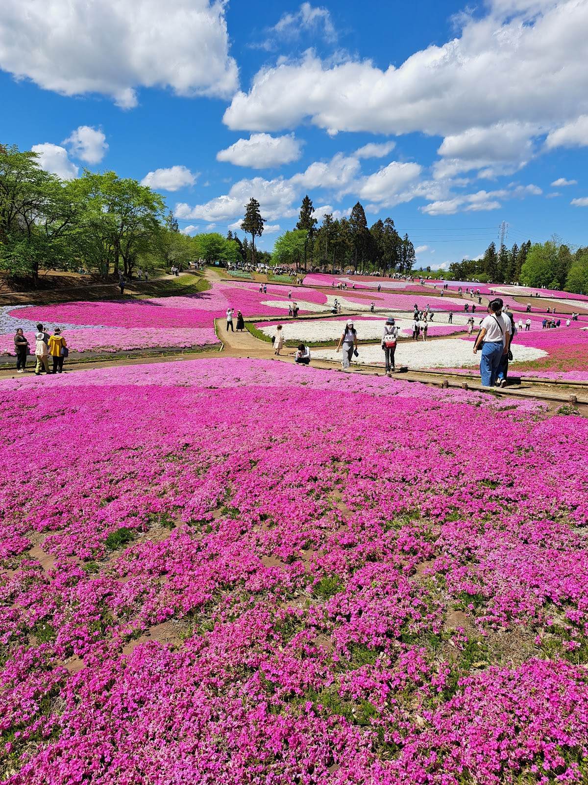 羊山公園 芝桜の丘と秩父市街展望散歩 の写真 4