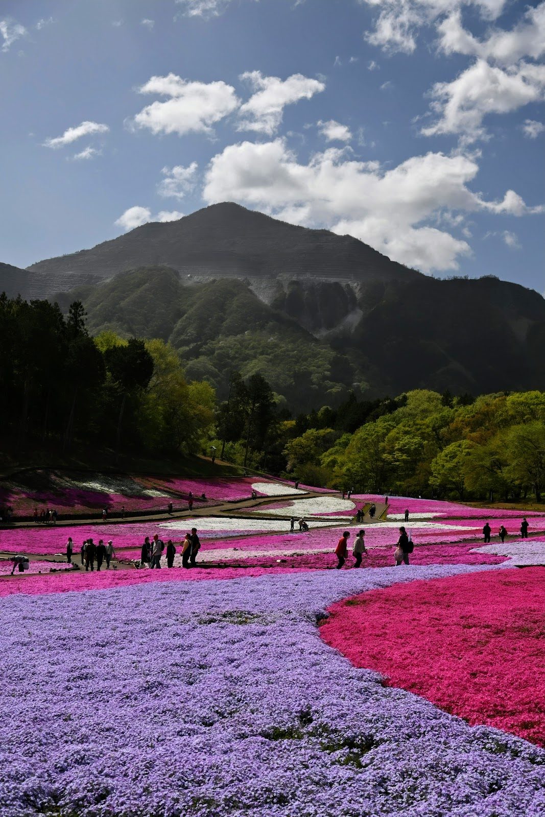 羊山公園 芝桜の丘と秩父市街展望散歩 の写真 5