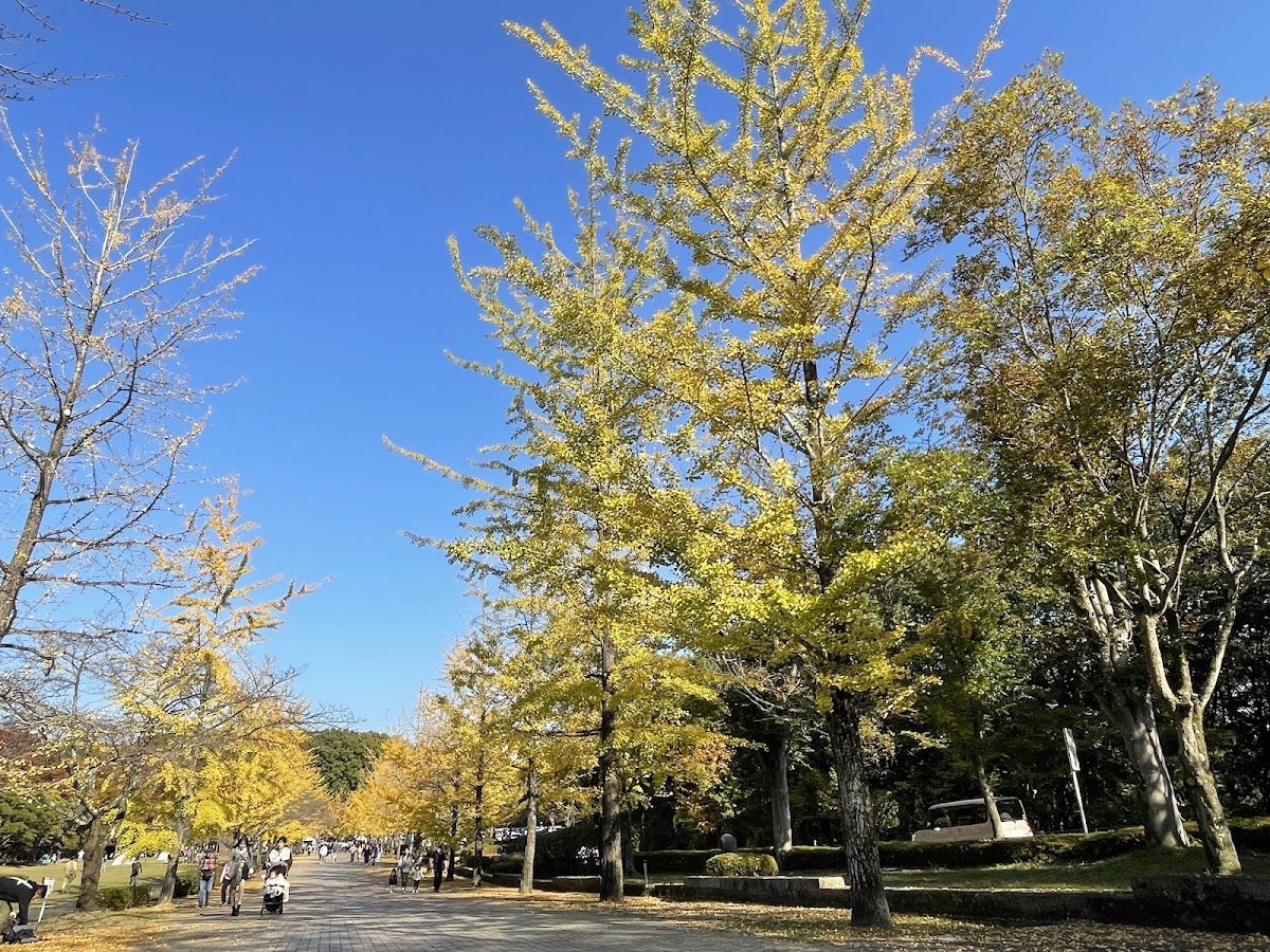 秩父ミューズパーク イチョウ並木の高台散歩 の写真 2