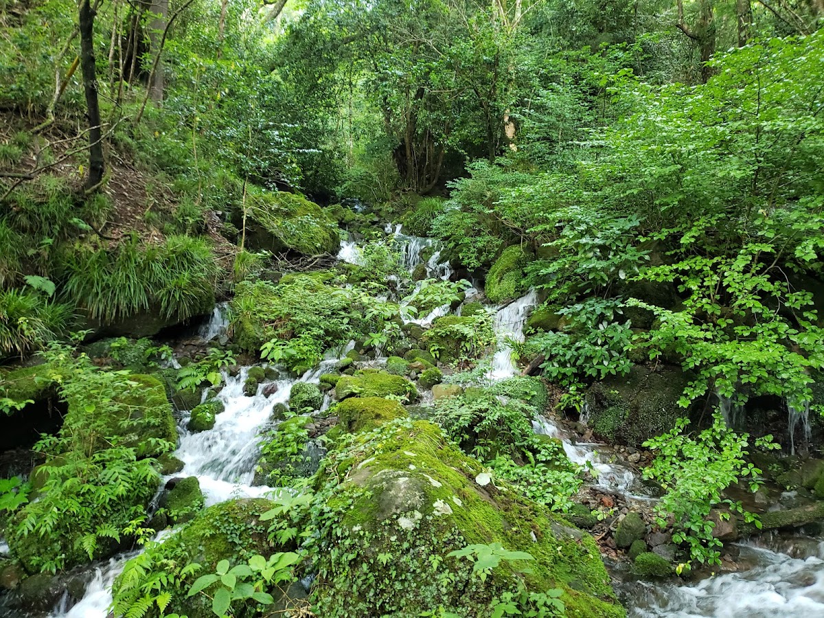千条の滝 森の散策コース の写真 2
