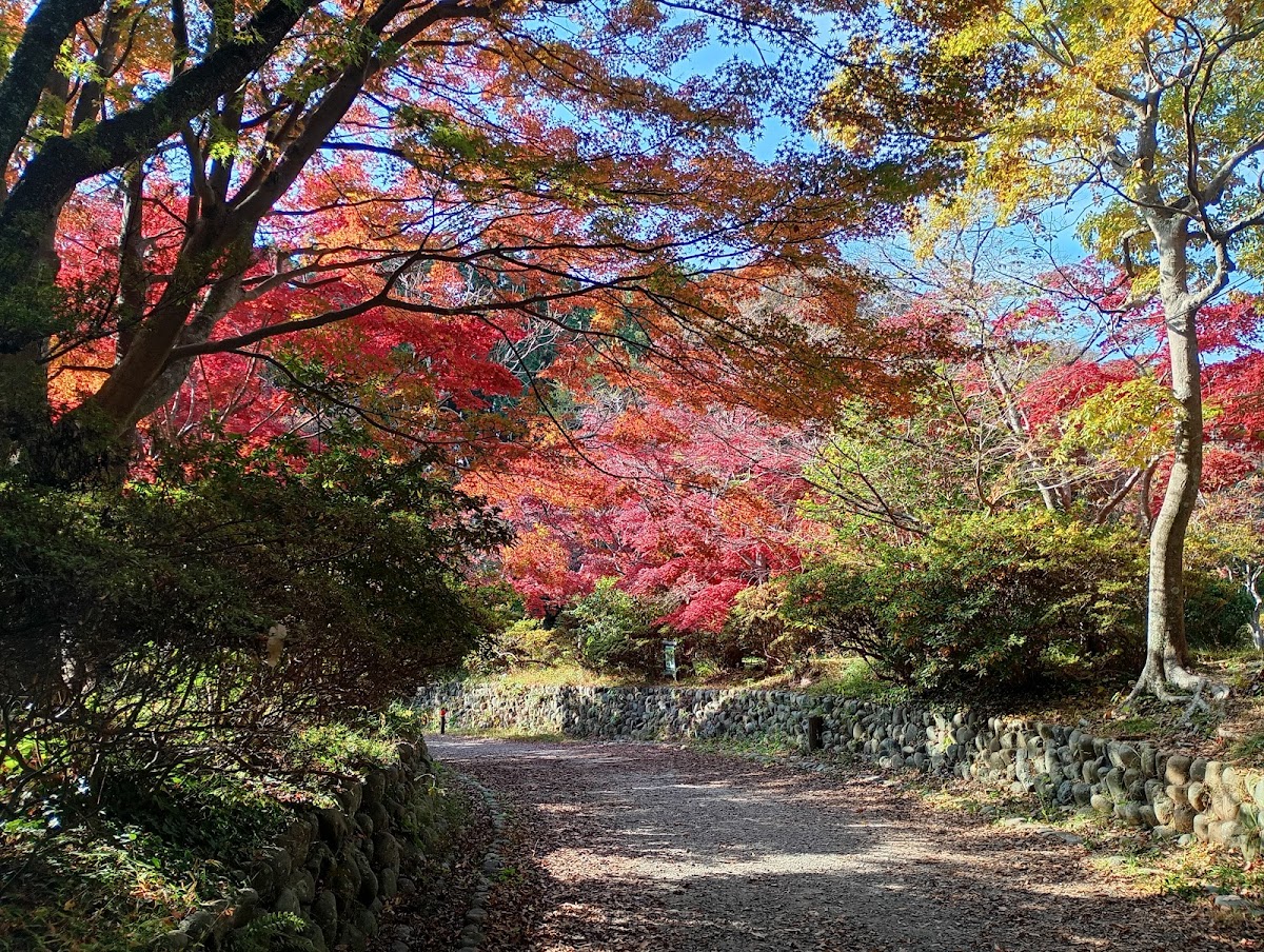 源氏山公園 周回ルート の写真 2