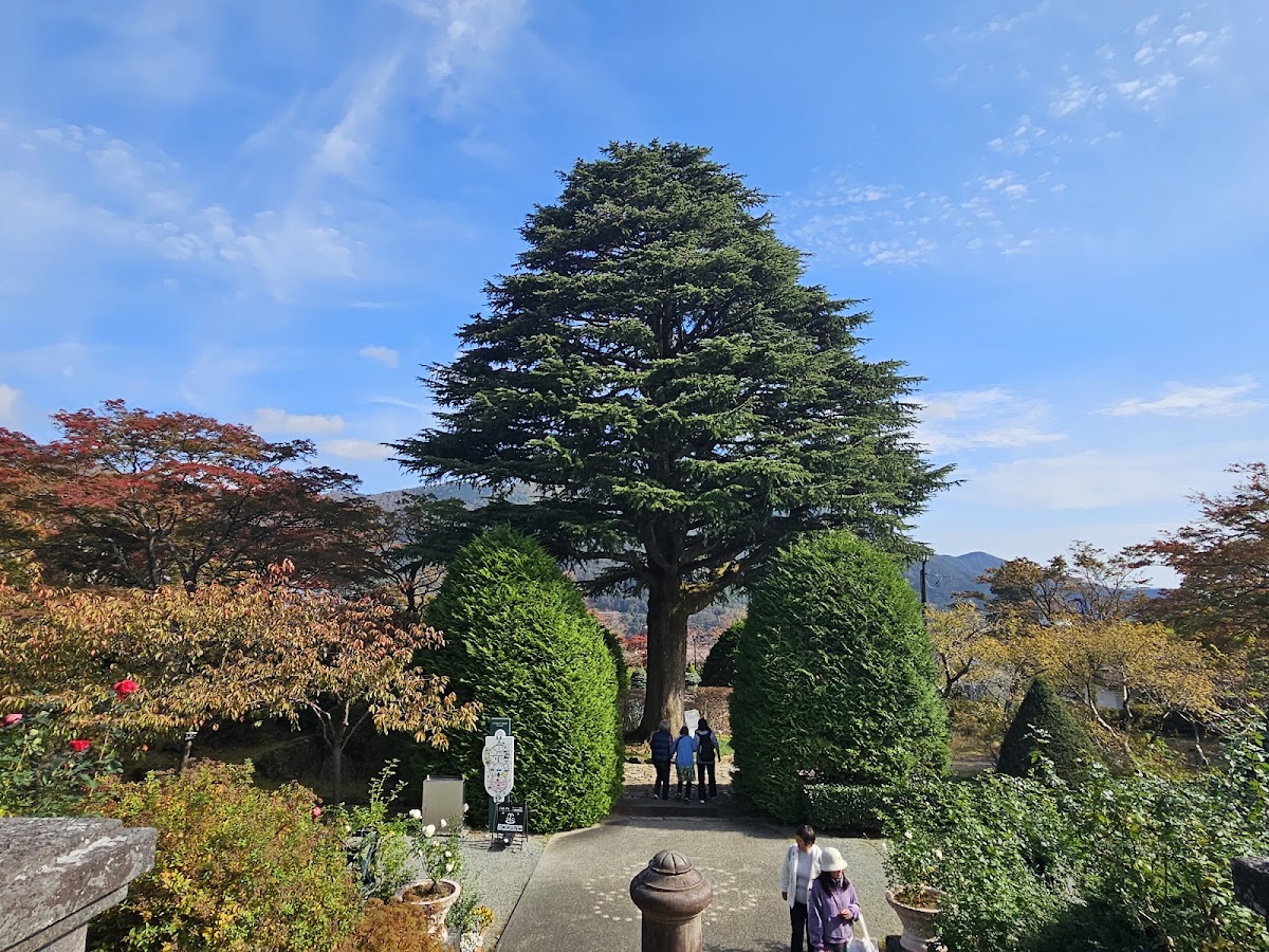 箱根強羅公園 四季の花々散歩コース の写真 3