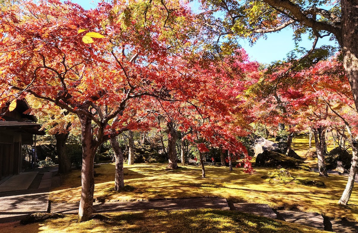 箱根強羅公園 四季の花々散歩コース の写真 4