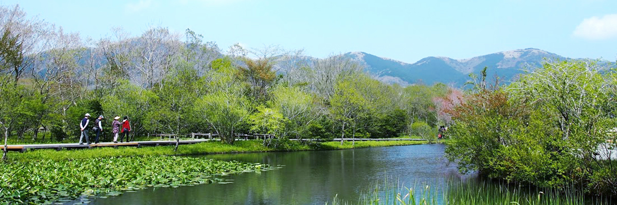 箱根湿生花園 四季の湿生植物を巡る散策コース