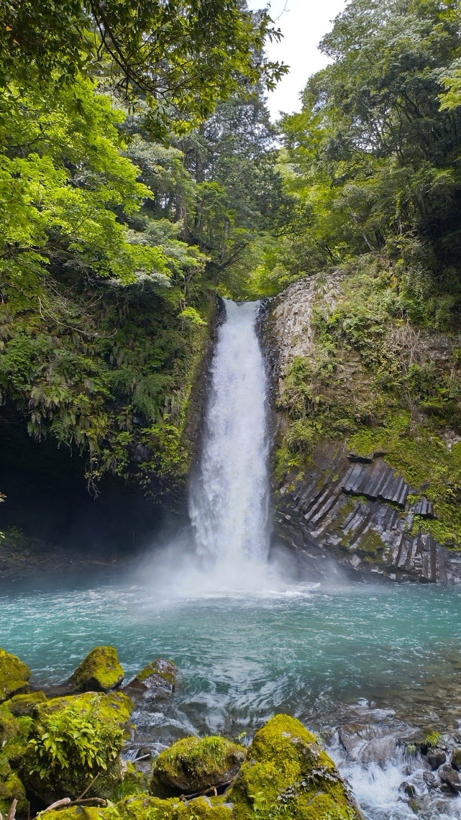 浄蓮の滝〜わさび田 伊豆中部の渓谷散歩 の写真 3