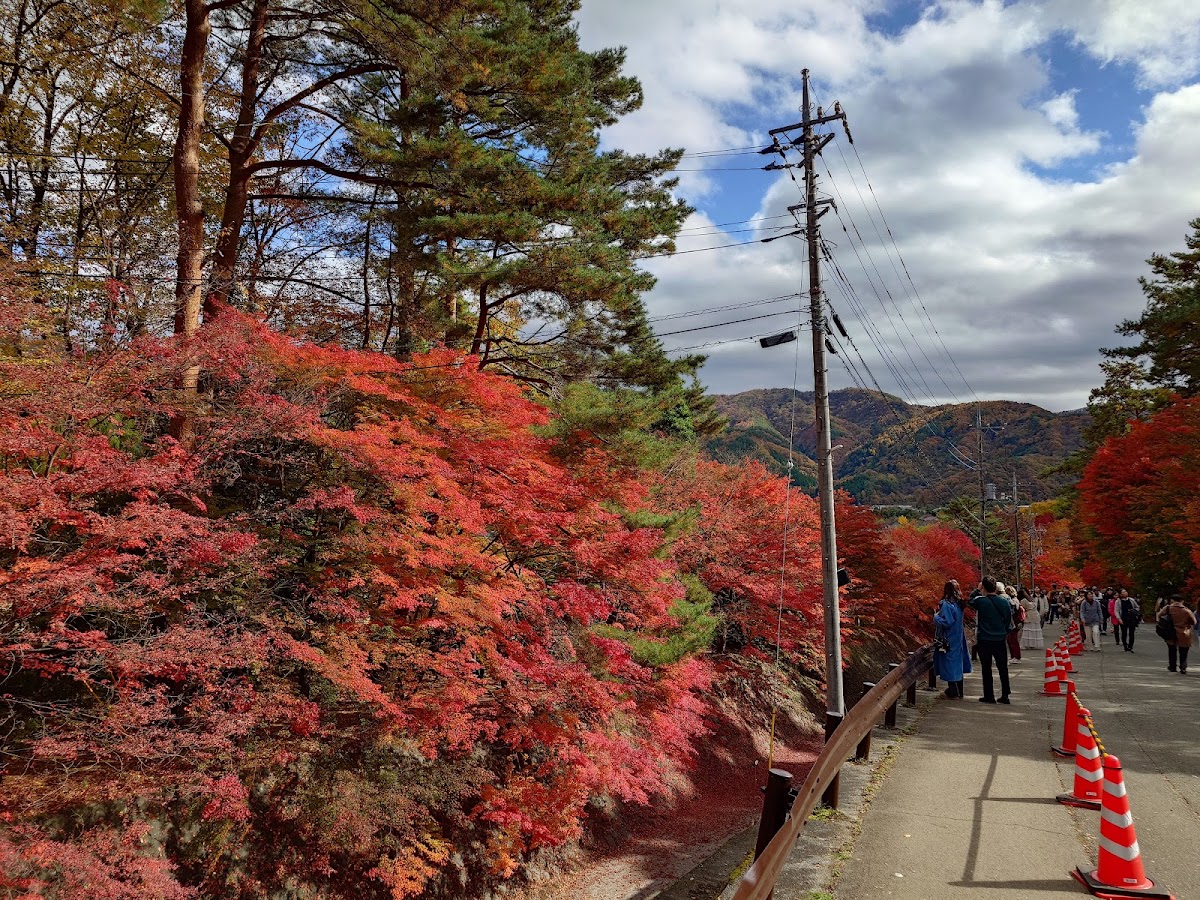 河口湖 もみじ回廊〜大石公園 富士山ビュー散歩 の写真 2