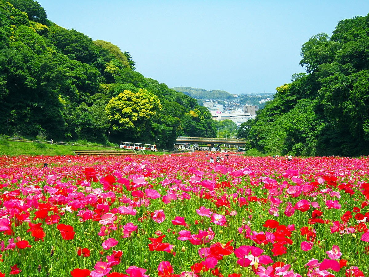 くりはま花の国 花畑の丘陵散策 の写真 2