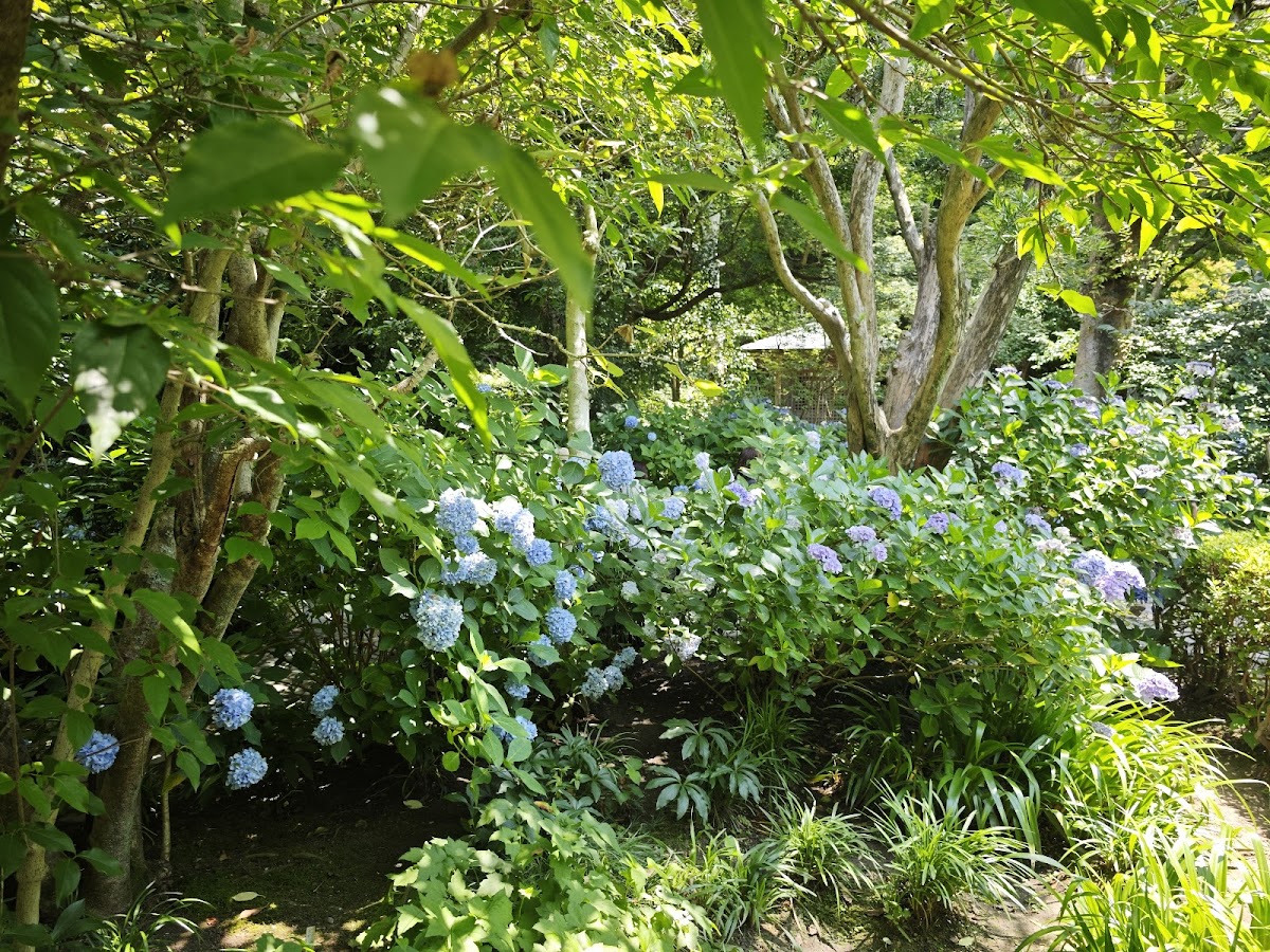 葛原岡・大仏ハイキング 鎌倉の山と仏 の写真 3