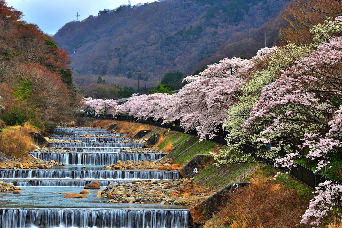 宮城野早川さくら散歩
