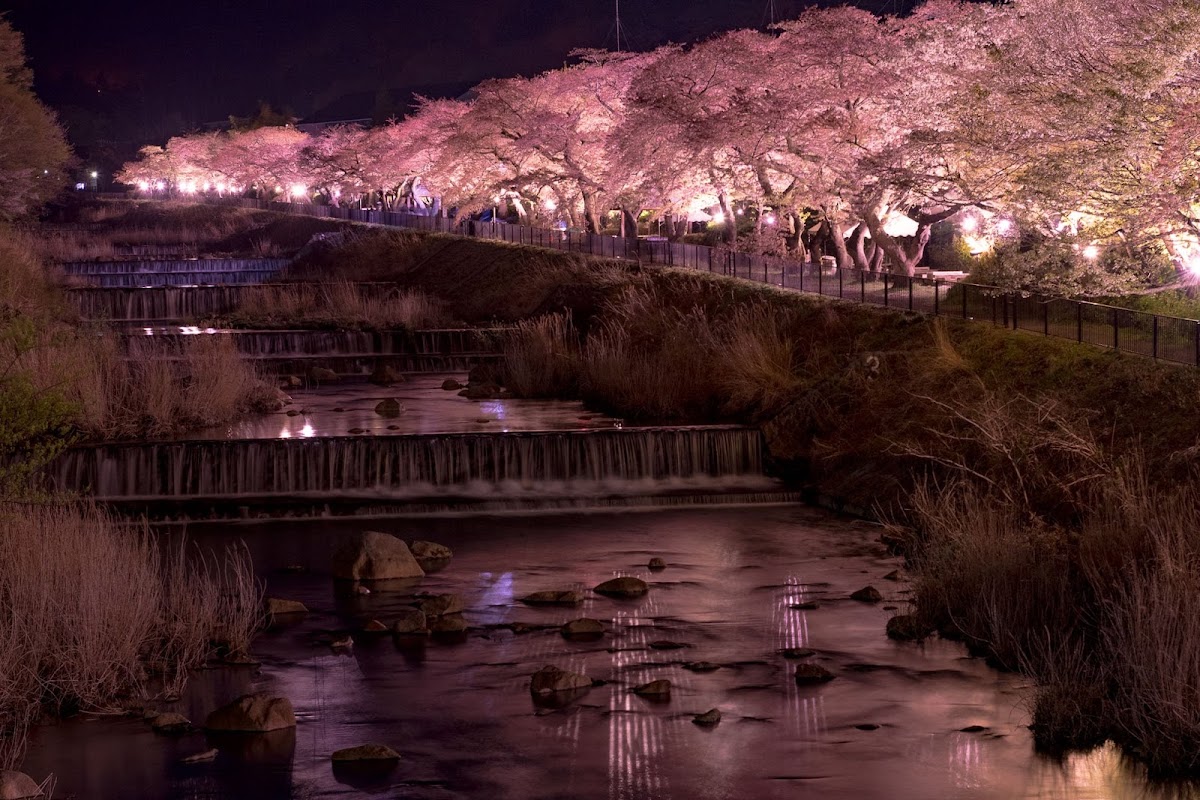 宮城野早川さくら散歩 の写真 3
