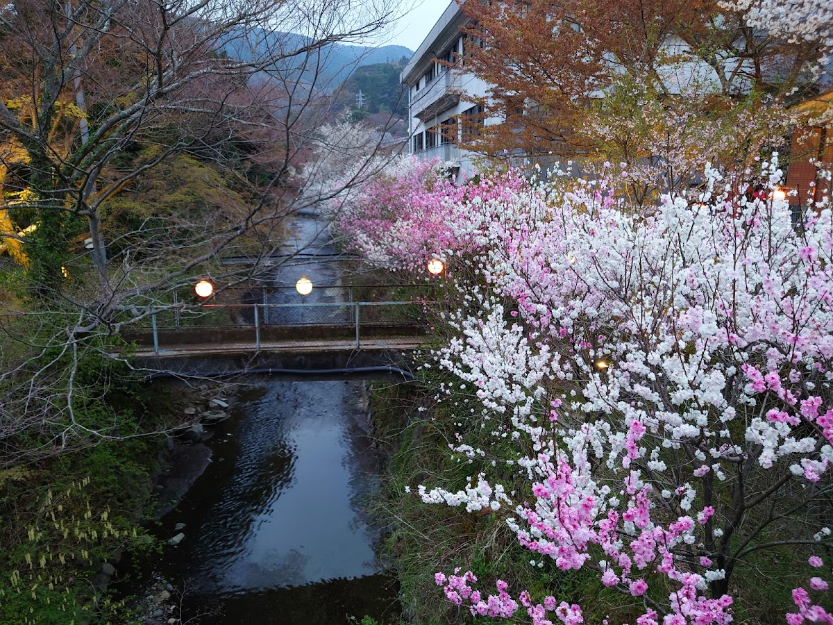 宮城野早川さくら散歩 の写真 4