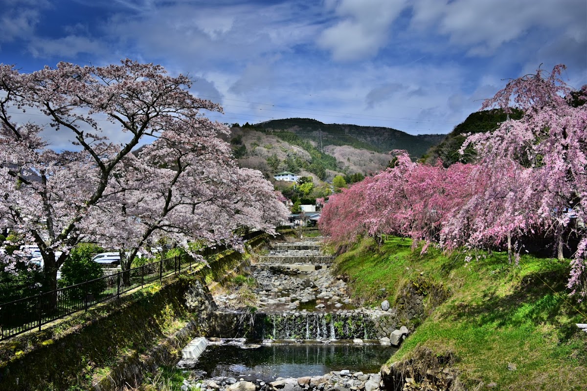 宮城野早川さくら散歩 の写真 5