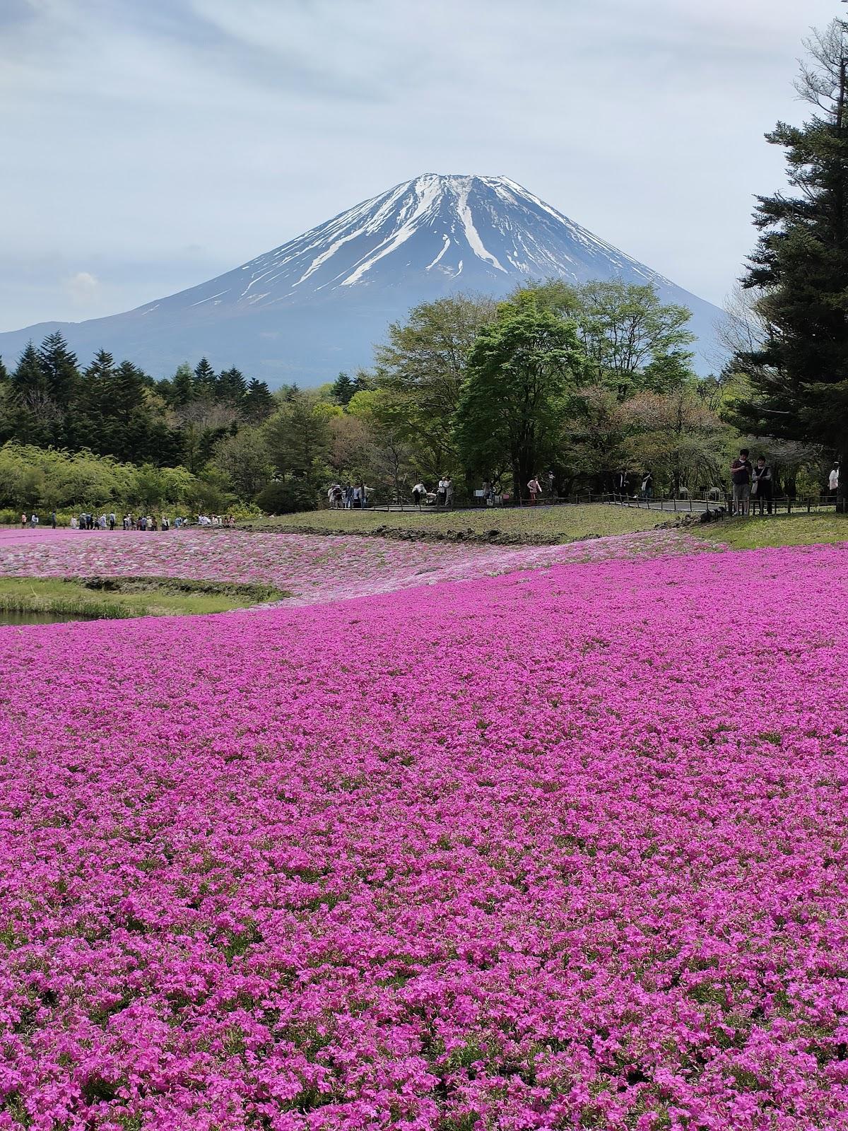 本栖湖 千円札の富士山ビュー散歩 の写真 4