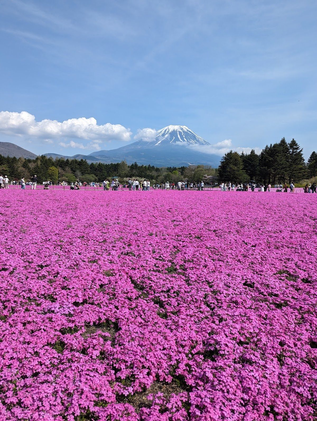 本栖湖 千円札の富士山ビュー散歩 の写真 5