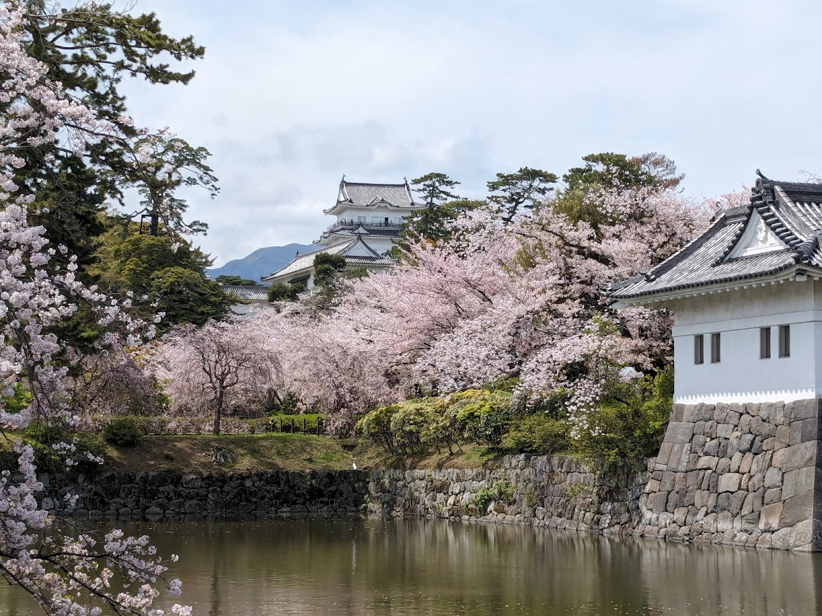 小田原城址と西海子小路 城と桜の散歩 の写真 2