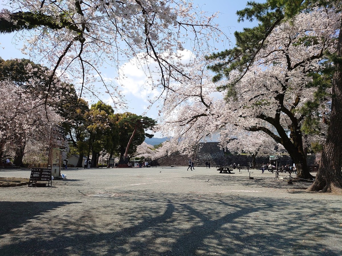 小田原城址と西海子小路 城と桜の散歩 の写真 5