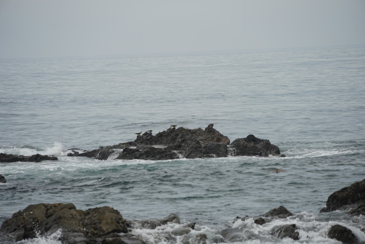 稲村ヶ崎海岸（西側）