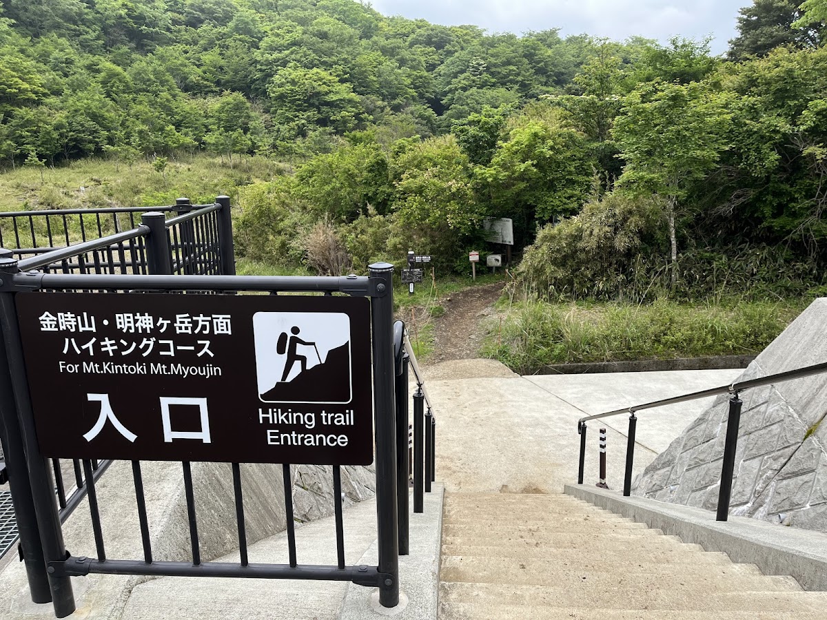 矢倉沢峠の笹原