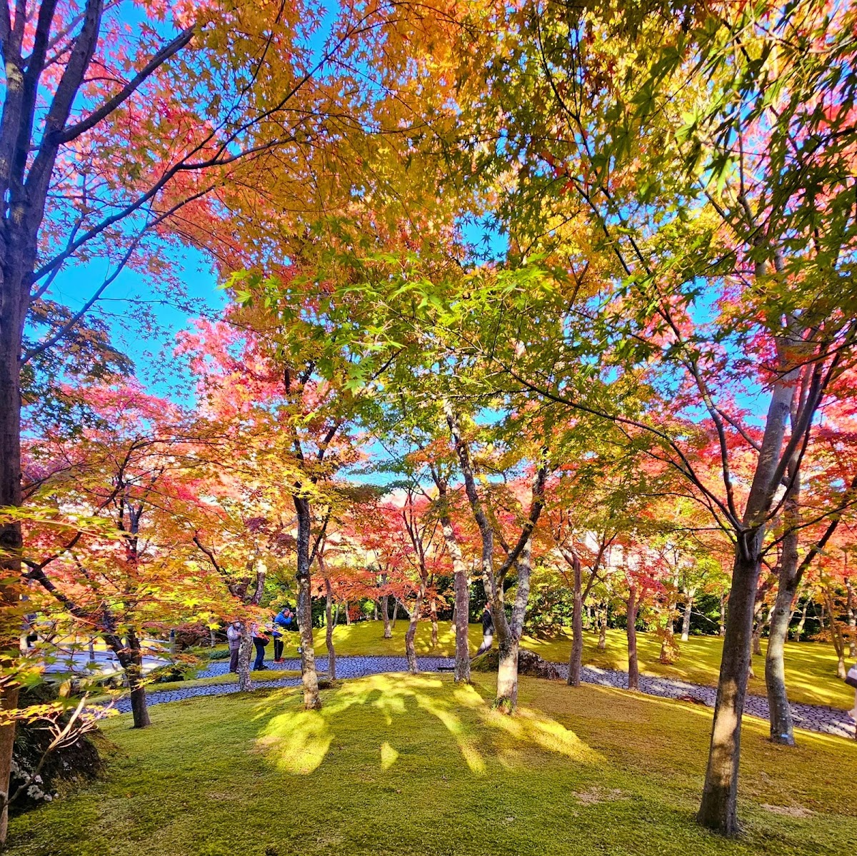 熱帯植物館・ブーゲンビレア