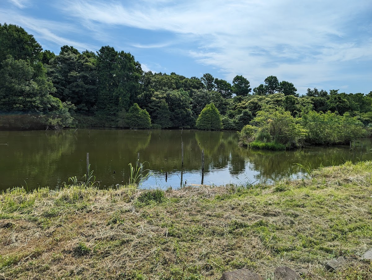 水鳥観察エリア