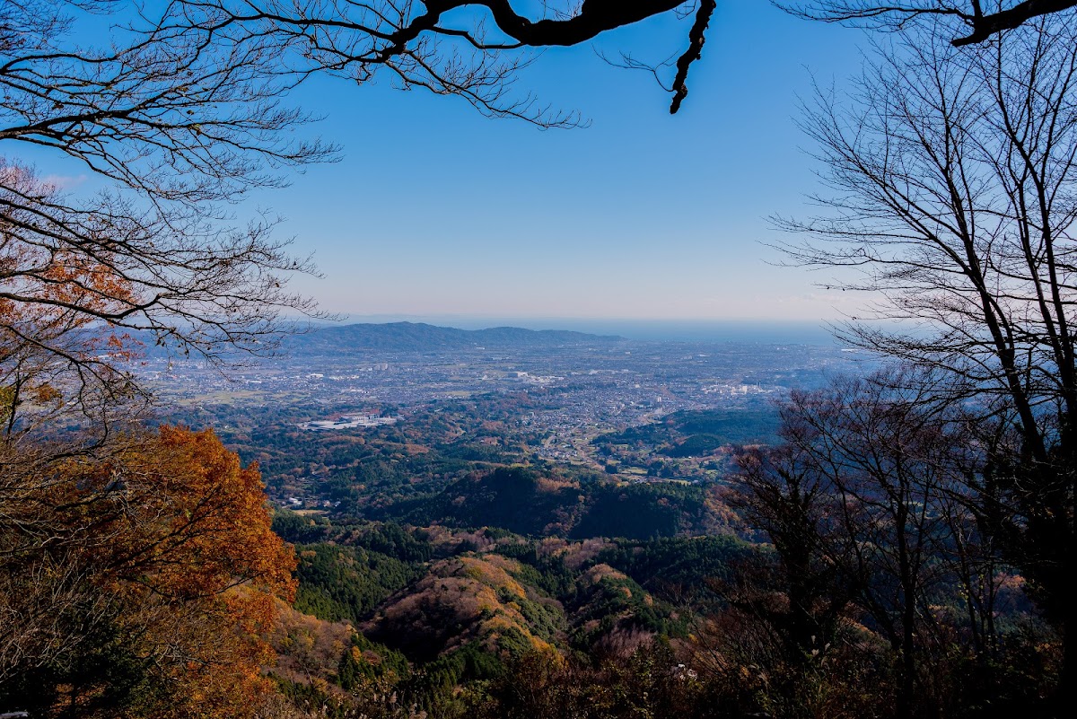 散策路の森林エリア