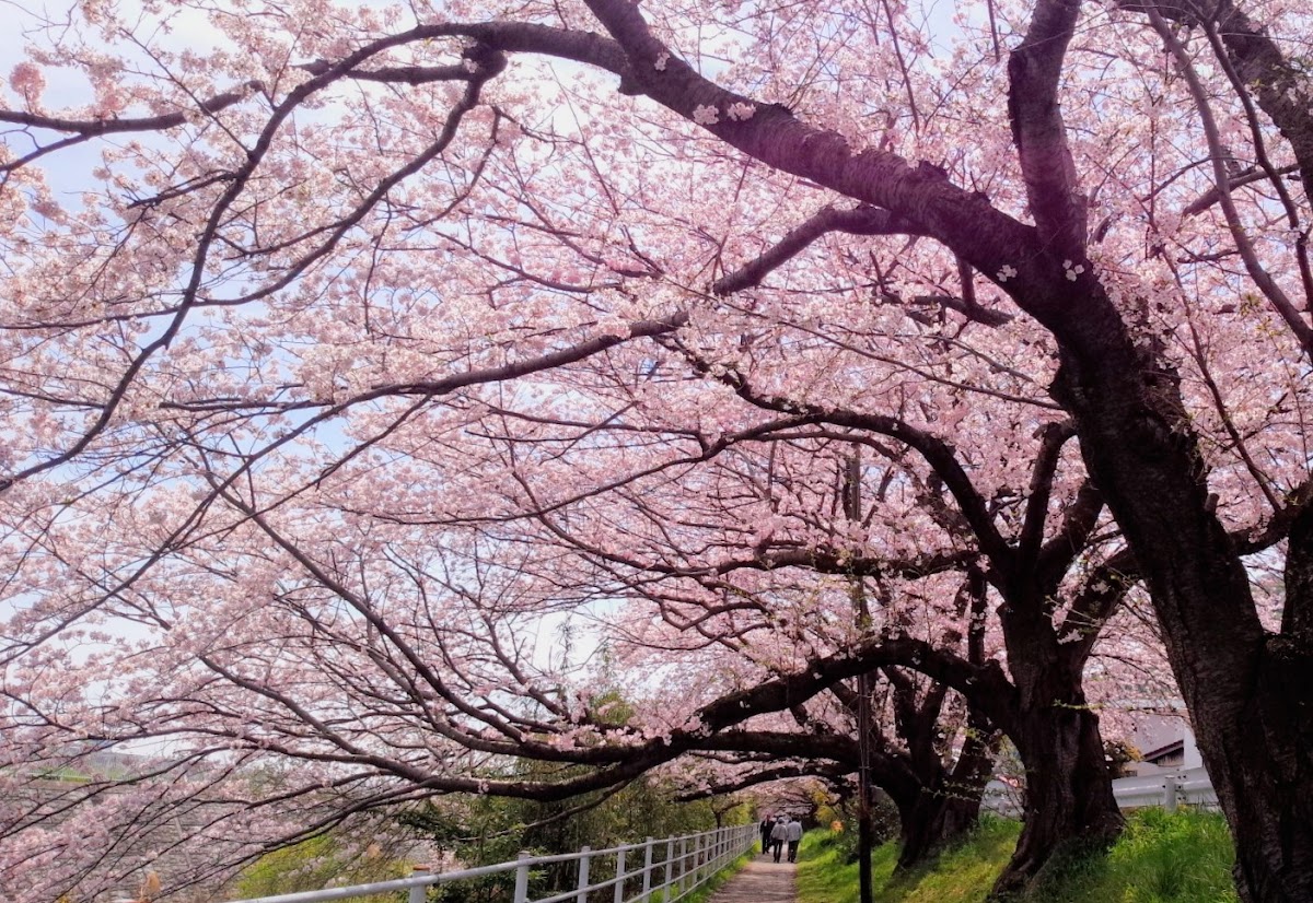 高麗山ハイキングコース