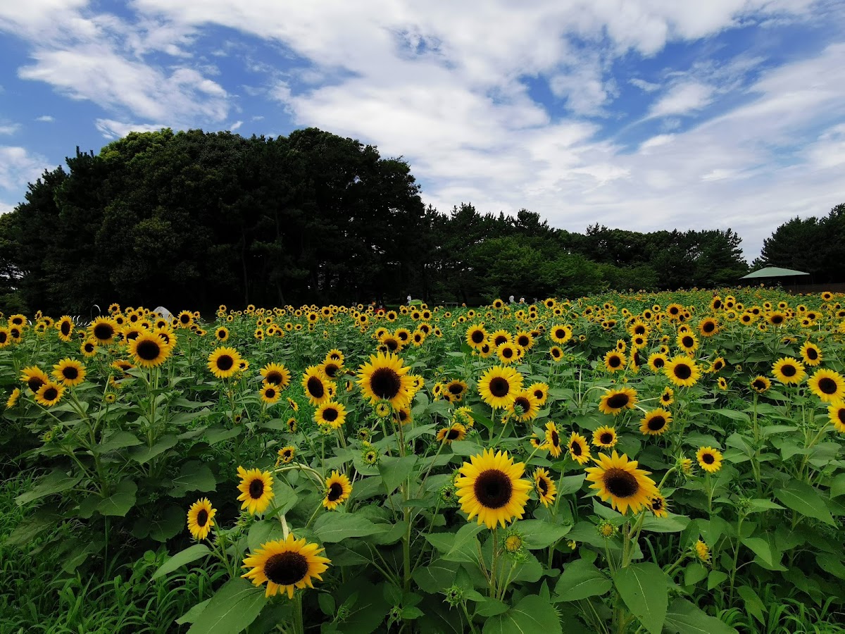 大観覧車と芝生広場