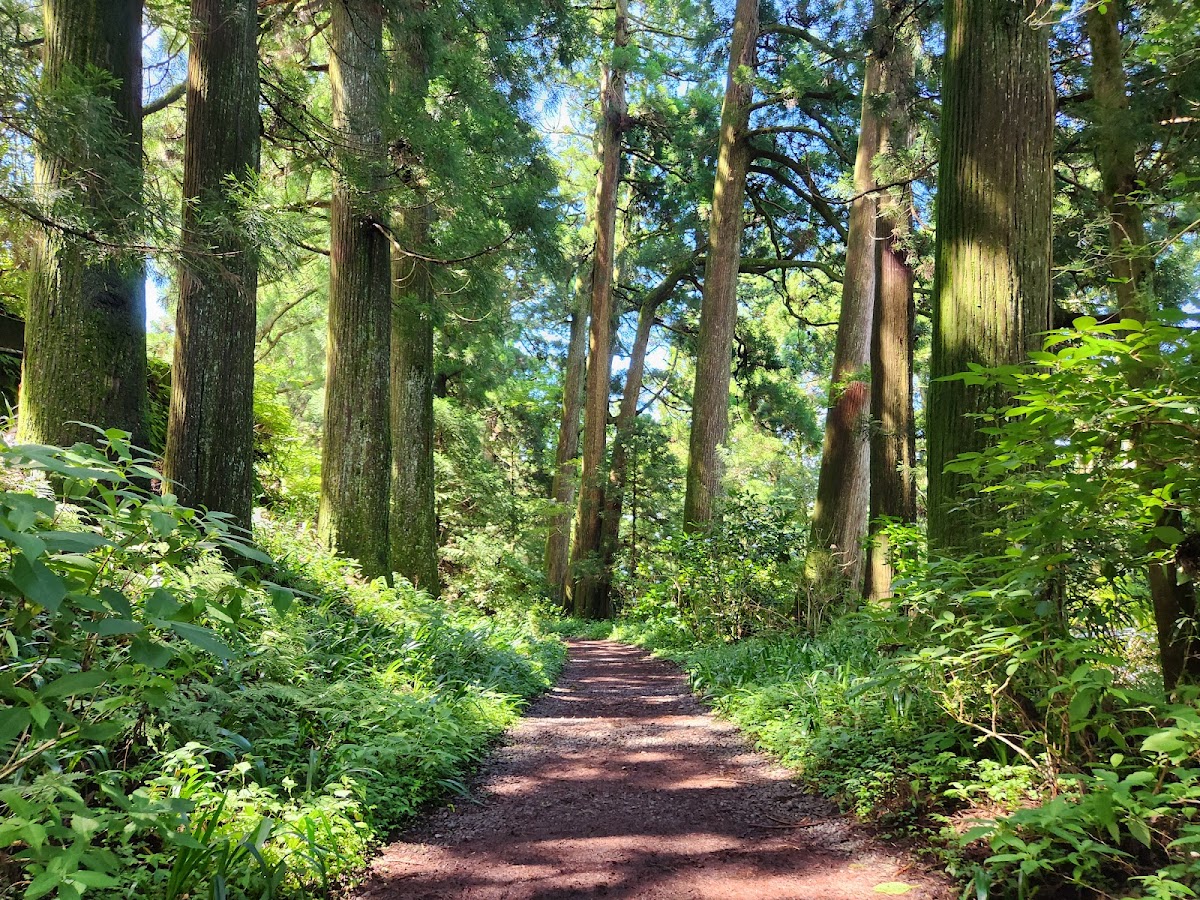 旧東海道 杉並木