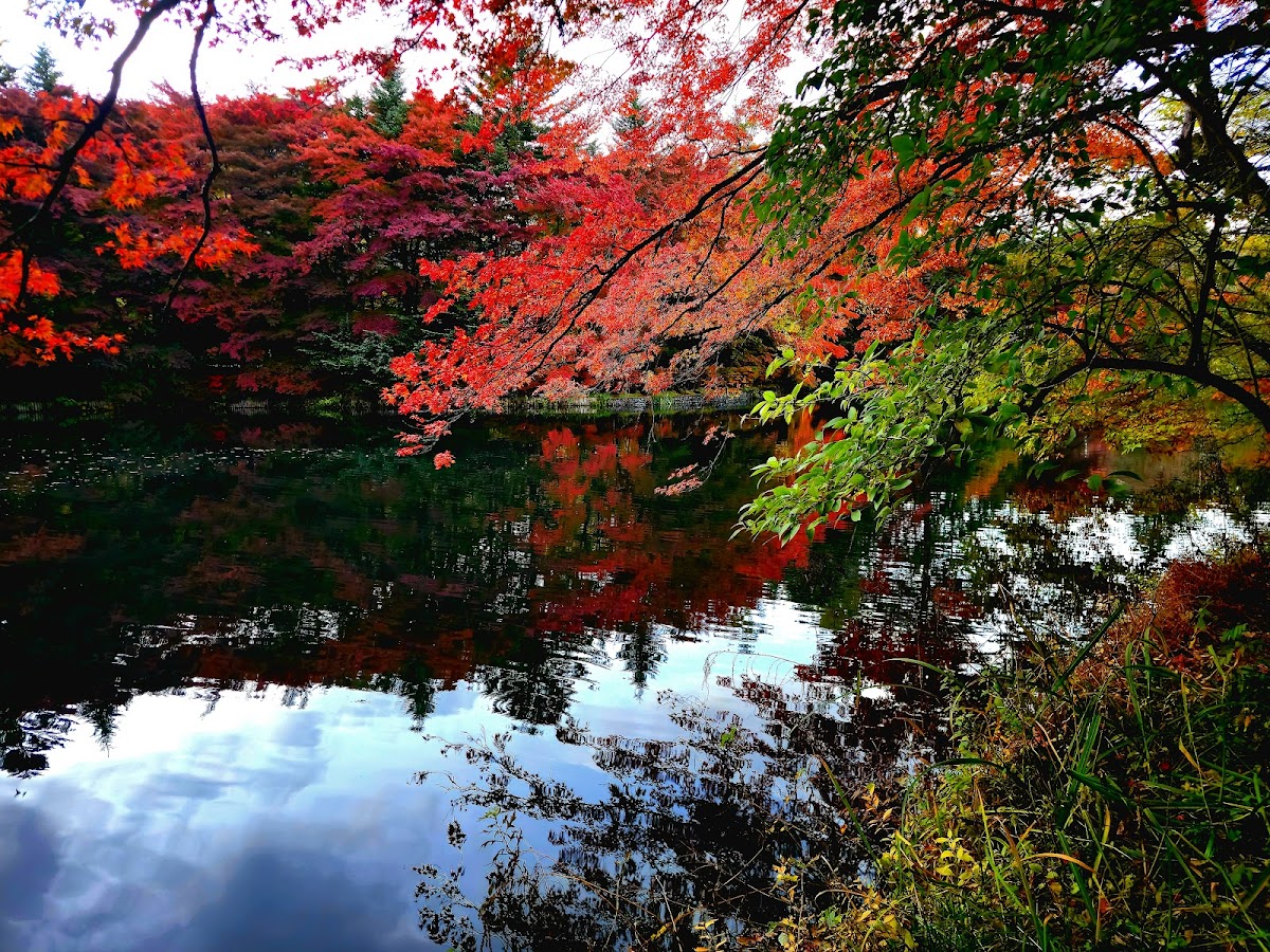 雲場池 水面の映り込み
