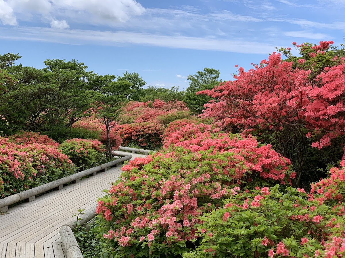 八幡ツツジ群落 展望台