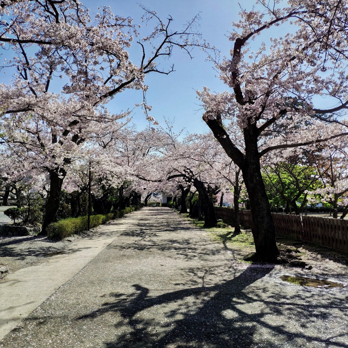 西海子小路の桜並木