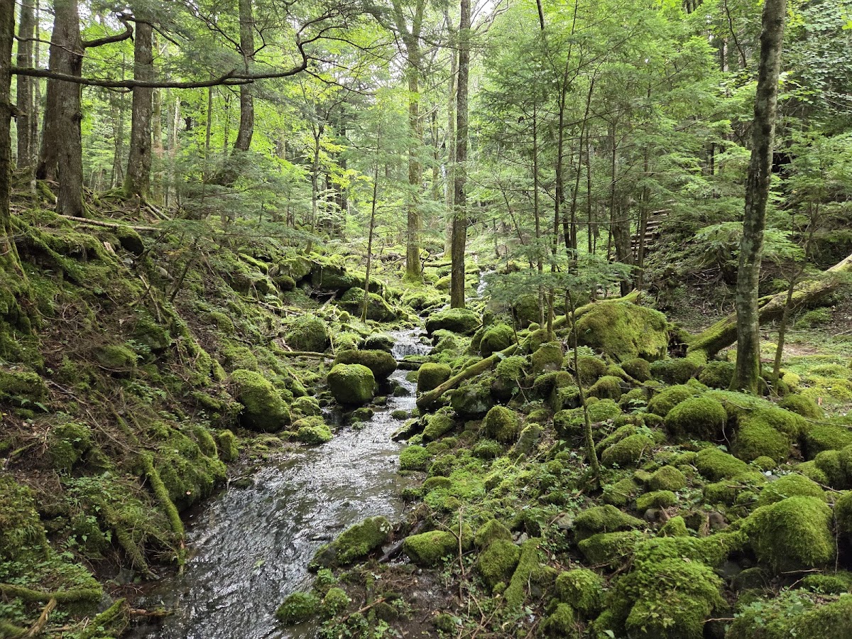 渓流沿いのせせらぎの道