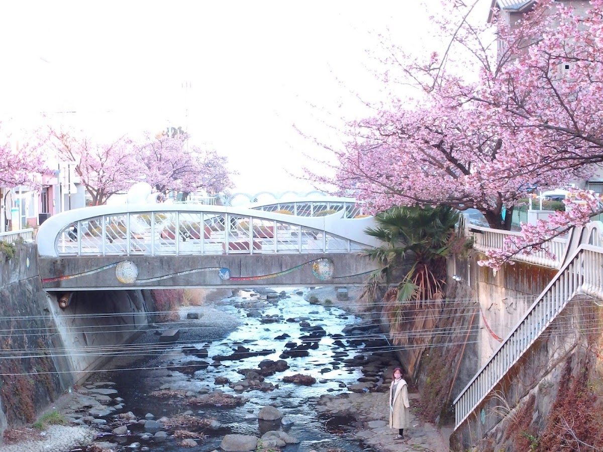糸川遊歩道のあたみ桜