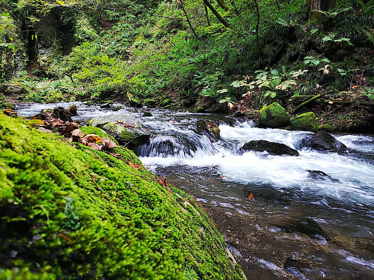 軽井沢 千ヶ滝せせらぎの道 森と滝の散歩 の写真 2