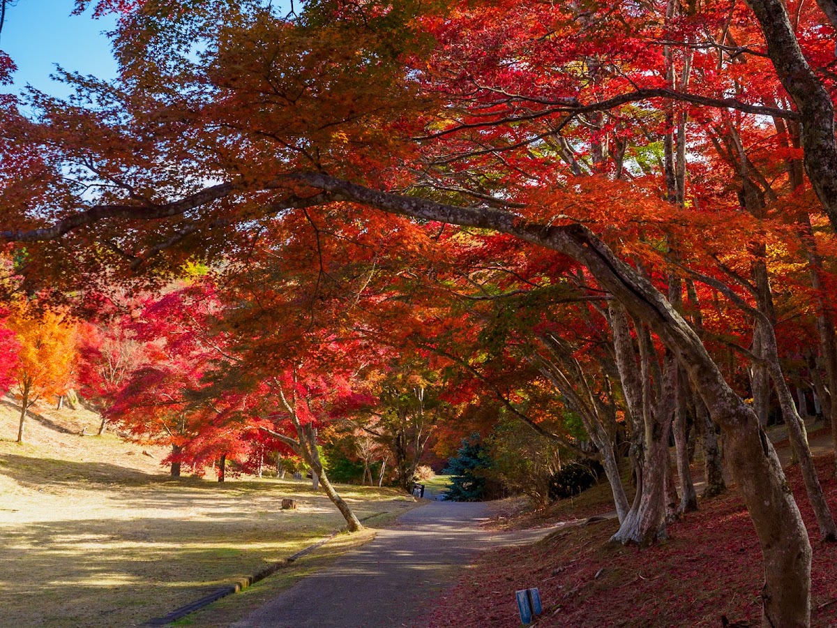 修善寺温泉 竹林の小径と五つの橋めぐり
