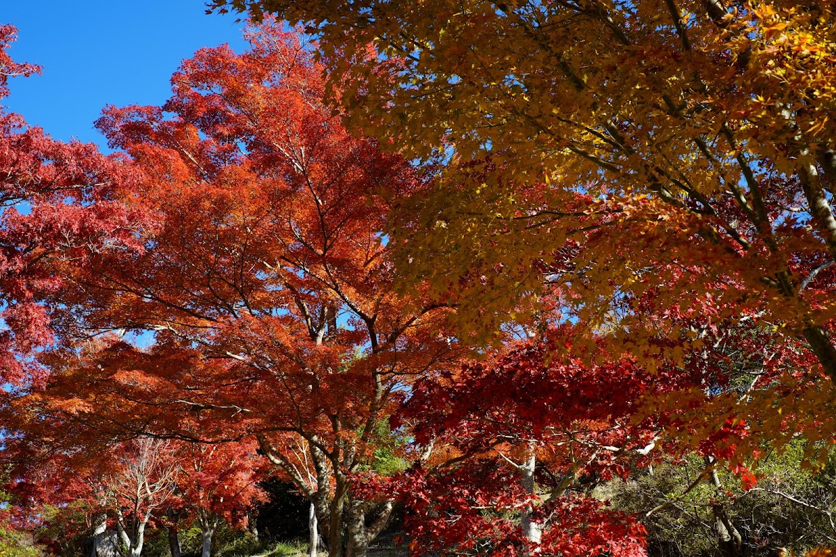 修善寺温泉 竹林の小径と五つの橋めぐり の写真 2