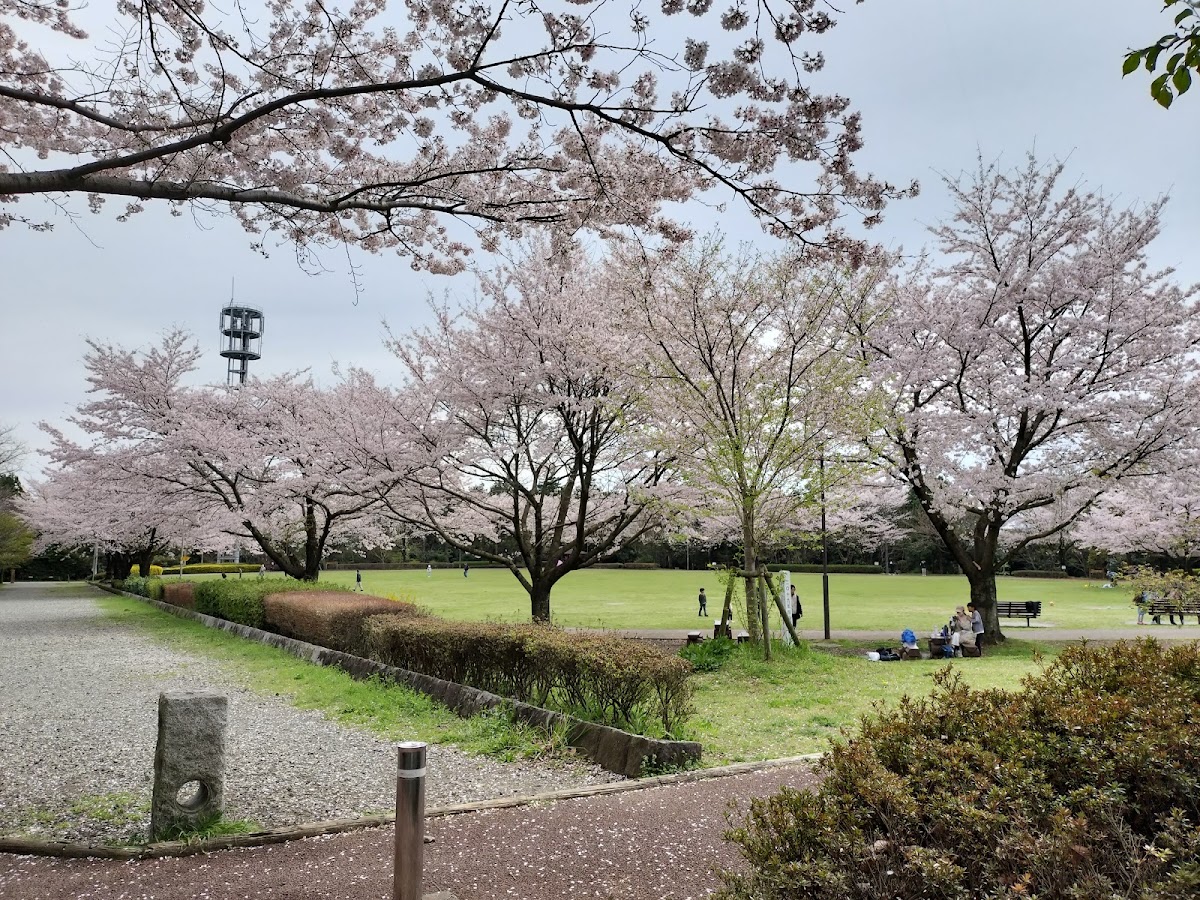 おだわら諏訪の原公園 展望散策コース の写真 2