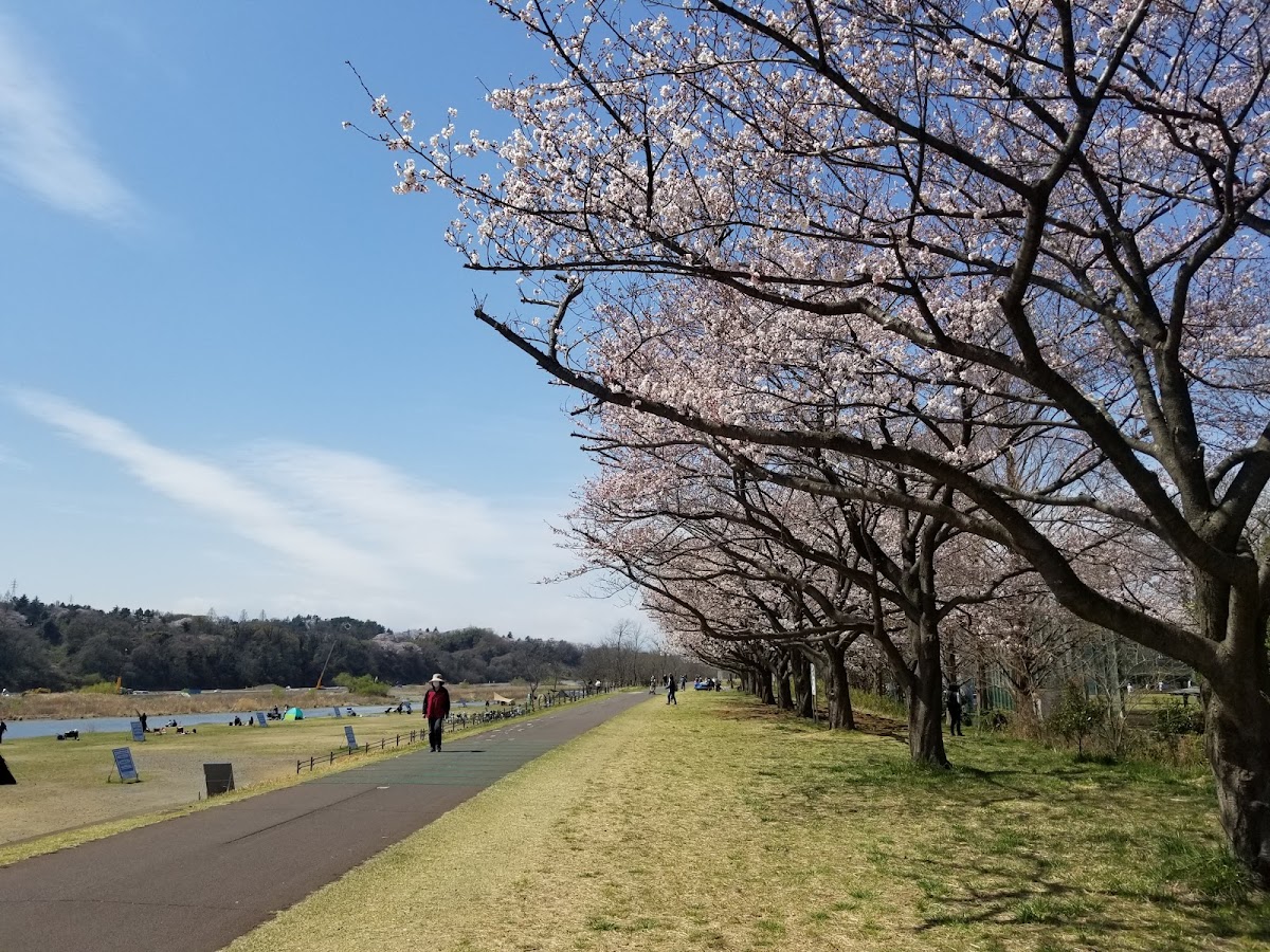 多摩川河川敷サイクリングロード散歩 の写真 3