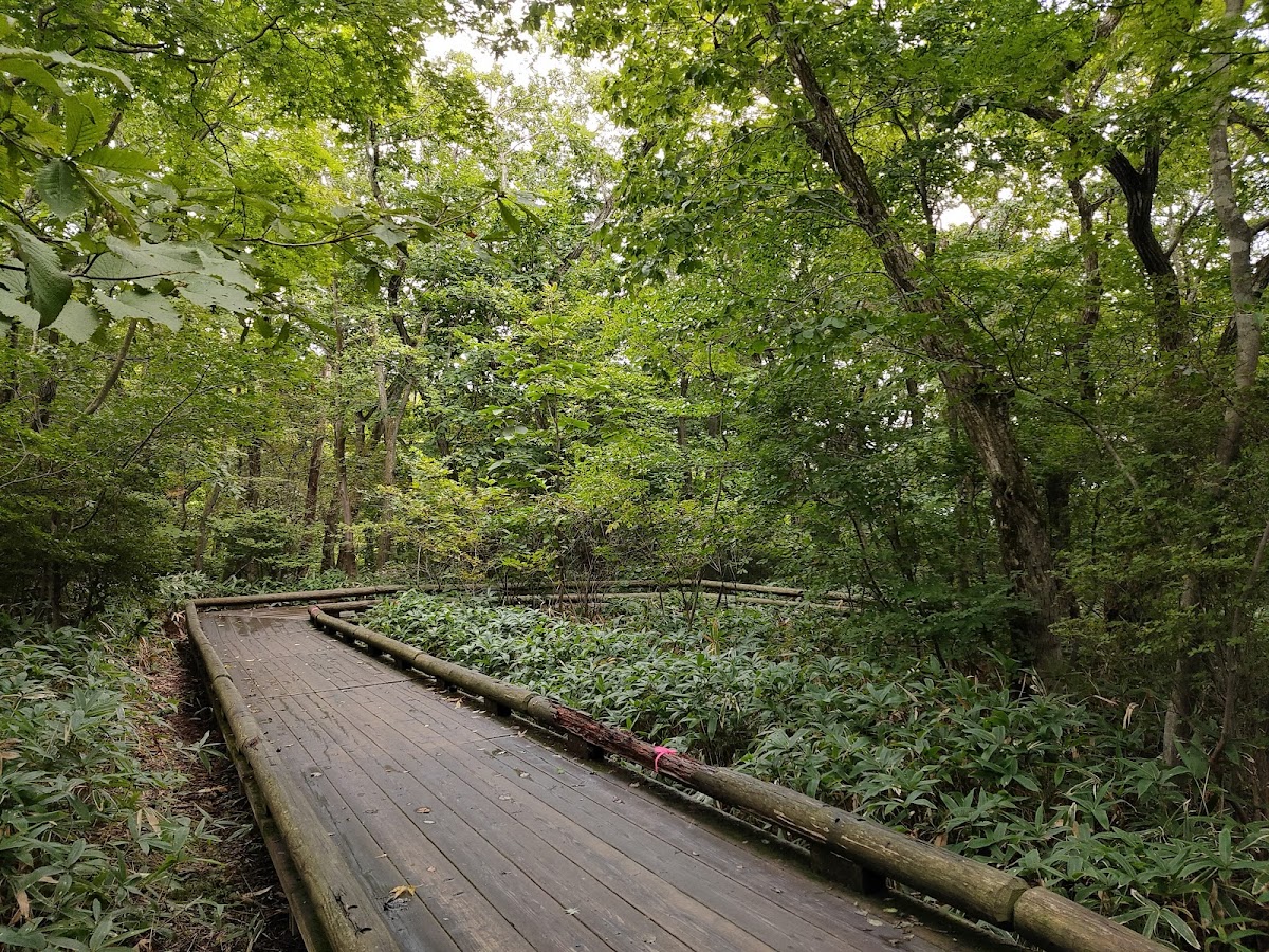 那須高原 つつじ吊橋と八幡の自然研究路 の写真 3