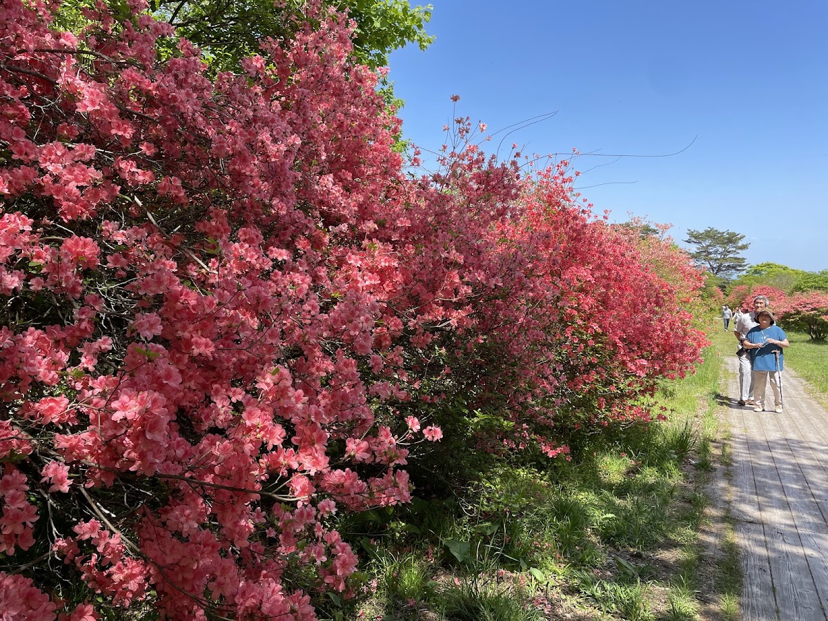 那須高原 つつじ吊橋と八幡の自然研究路 の写真 4