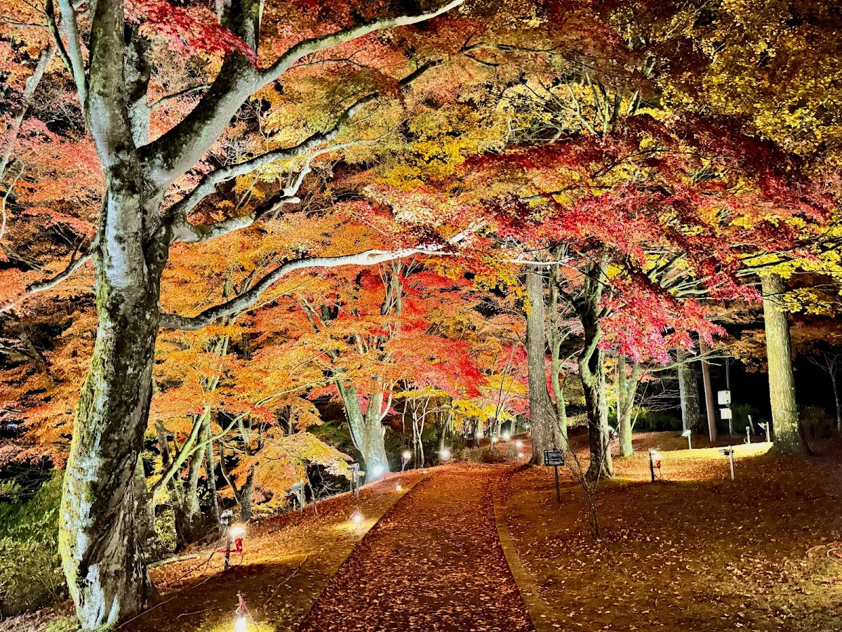 山中湖 富士山を望む湖畔散歩 の写真 5