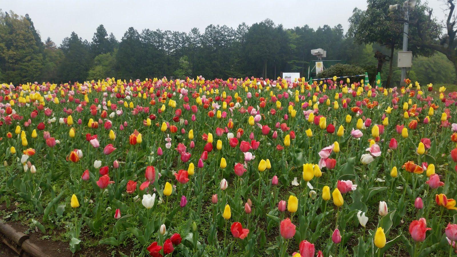 羊山公園 芝桜の丘と秩父市街展望散歩 の写真 8