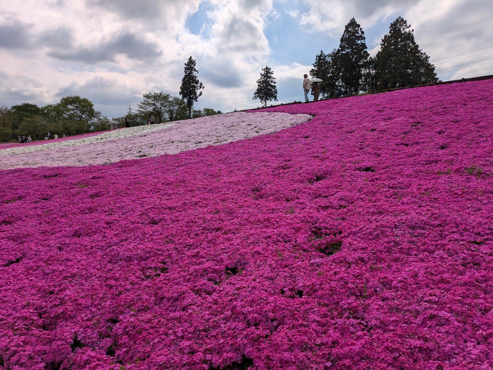 羊山公園 芝桜の丘