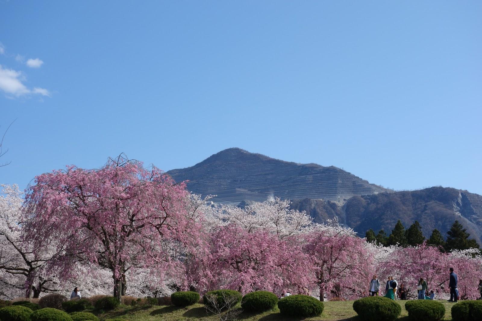羊山公園 芝桜の丘と秩父市街展望散歩 の写真 7