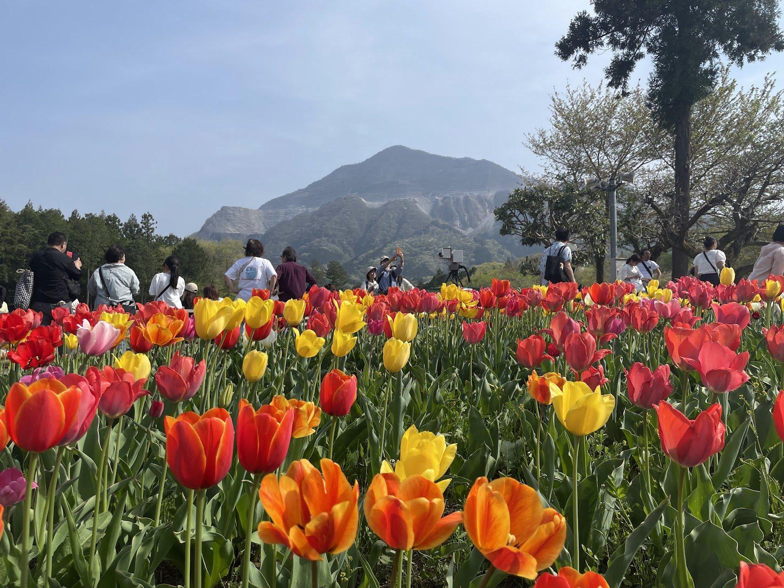 羊山公園 芝桜の丘と秩父市街展望散歩 の写真 6