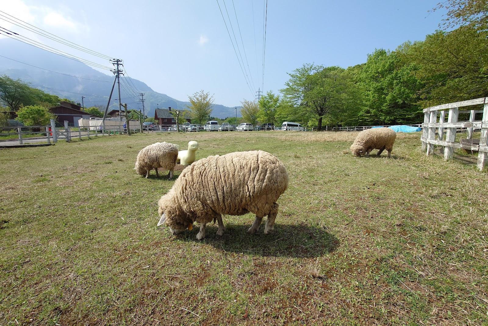 羊山公園 ふれあい牧場